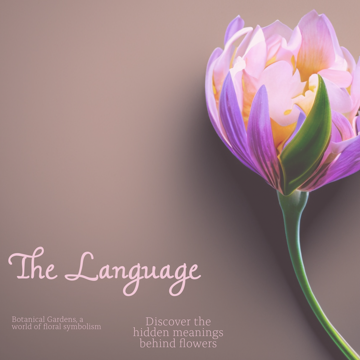 Introduction to the Language of Flowers